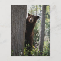 Un ours à la cannelle