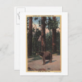 Carte Postale Un ours Brown dans les bois (Devant / Derrière)
