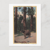 Carte Postale Un ours Brown dans les bois (Devant)