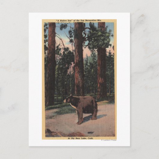 Carte Postale Un ours Brown dans les bois (Devant)