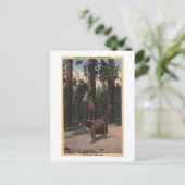 Carte Postale Un ours Brown dans les bois (Debout devant)