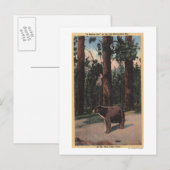 Carte Postale Un ours Brown dans les bois (Devant / Derrière)