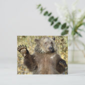 Carte Postale Un Ours Grizzli (Debout devant)