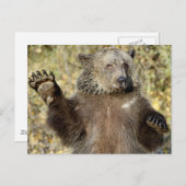 Carte Postale Un Ours Grizzli (Devant / Derrière)