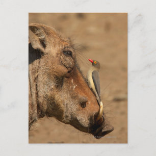 Carte Postale Un Oxpecker sur le museau d'un phacochère, Isimang