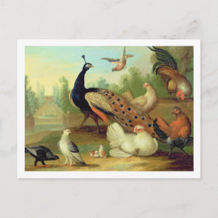 Carte Postale Un paon, des colombes, des poulets et une fosse da