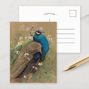 Carte Postale Un paon et des marguerites   Edwin John Alexander