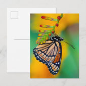 Carte Postale Un papillon amiral sur des fleurs (Devant / Derrière)