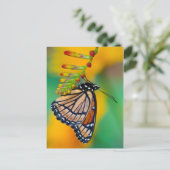 Carte Postale Un papillon amiral sur des fleurs (Debout devant)