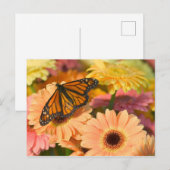 Carte Postale Un papillon de deuil (Devant / Derrière)