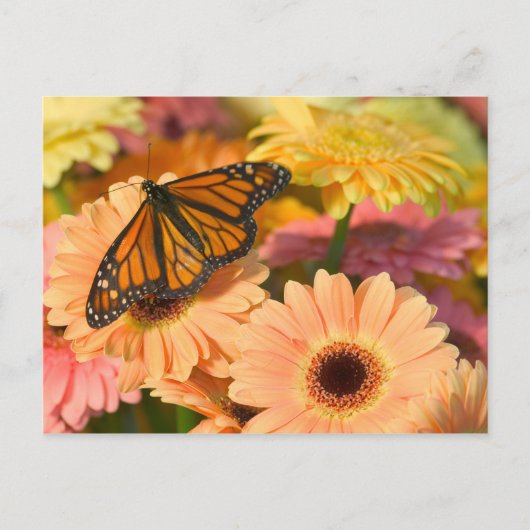 Carte Postale Un papillon de deuil (Devant)
