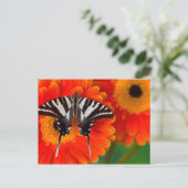 Carte Postale Un papillon de machaon de zèbre (Debout devant)