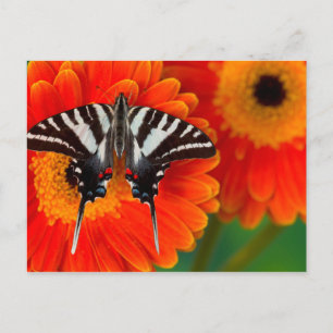 Carte Postale Un papillon de machaon de zèbre