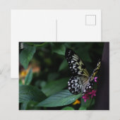 Carte Postale Un papillon jaune sur des fleurs roses (Devant / Derrière)