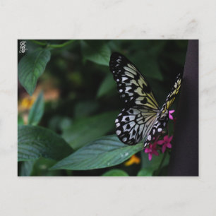 Carte Postale Un papillon jaune sur des fleurs roses