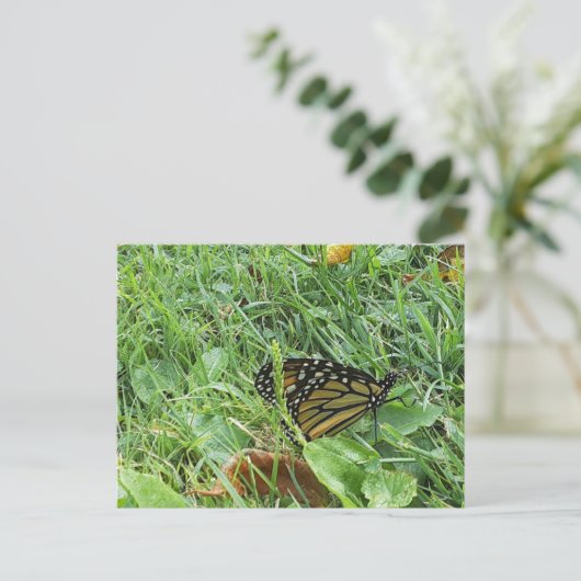 Carte Postale Un papillon monarque (Debout devant)