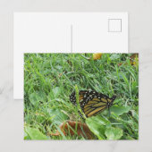 Carte Postale Un papillon monarque (Devant / Derrière)