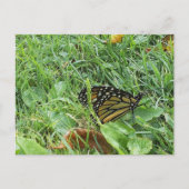 Carte Postale Un papillon monarque (Devant)