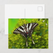 Carte Postale Un papillon porte-queue nord-américain (Devant / Derrière)