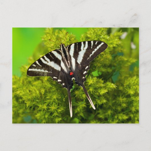 Carte Postale Un papillon porte-queue nord-américain (Devant)
