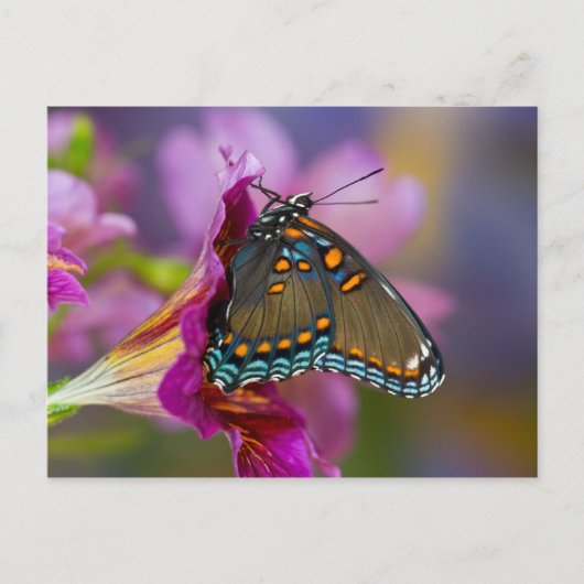 Carte Postale Un papillon swallowtail (Devant)