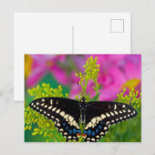 Carte Postale Un papillon swallowtail atterrissant (Devant / Derrière)