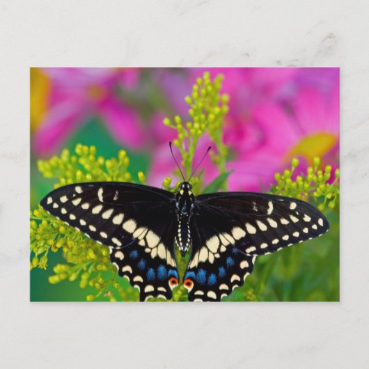 Carte Postale Un papillon swallowtail atterrissant (Devant)