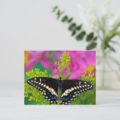 Carte Postale Un papillon swallowtail atterrissant (Debout devant)