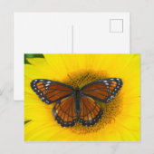 Carte Postale Un papillon vice-roi | Limenitis Archippus (Devant / Derrière)
