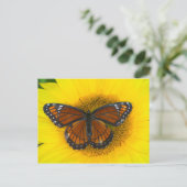 Carte Postale Un papillon vice-roi | Limenitis Archippus (Debout devant)