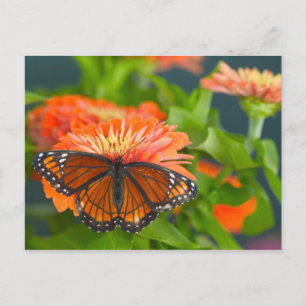 Carte Postale Un papillon vice-roi sur des zinnias orange