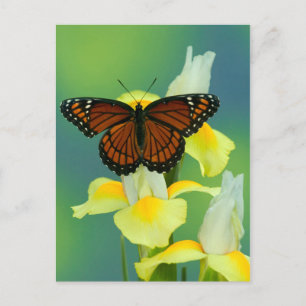 Carte Postale Un papillon vice-roi sur un iris japonais jaune