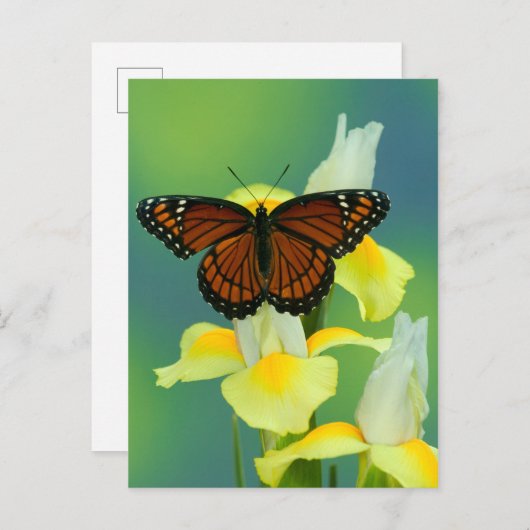 Carte Postale Un papillon Viceroy sur un iris japonais jaune (Devant / Derrière)