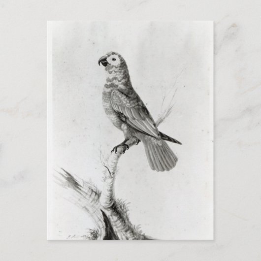 Carte Postale Un perroquet, 1786 (Devant)