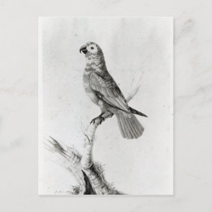 Carte Postale Un perroquet, 1786