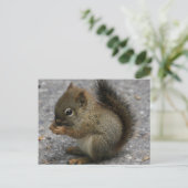Carte Postale Un Petit Écureuil Grignote À La Nourriture Dans De (Debout devant)