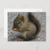 Carte Postale Un Petit Écureuil Grignote À La Nourriture Dans De (Devant / Derrière)