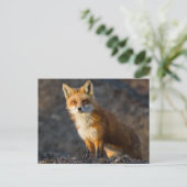 Carte Postale Un Petit Fox mignon (Debout devant)