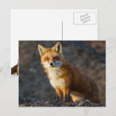 Carte Postale Un Petit Fox mignon (Devant / Derrière)