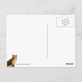 Carte Postale Un Petit Fox mignon (Dos)