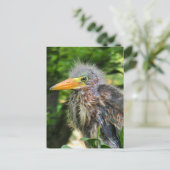 Carte Postale Un petit héron vert (Debout devant)