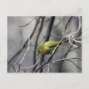 Carte Postale Un Petit Oiseau Whischanté Dans Mon Oreille