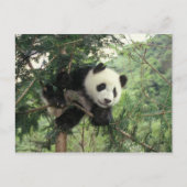 Carte Postale Un petit panda géant grimpe à un arbre, Wolong Val (Devant)