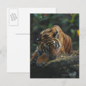 Carte Postale Un petit tigre dort sur le rocher (Devant / Derrière)