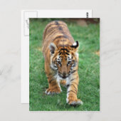 Carte Postale Un petit tigre mignon (Devant / Derrière)
