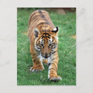 Carte Postale Un petit tigre mignon