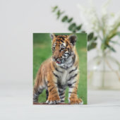 Carte Postale Un petit tigre mignon (Debout devant)