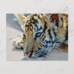Carte Postale Un petit tigre mignon