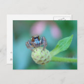 Carte Postale Un Peu De Jumpy ? (Devant / Derrière)