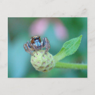 Carte Postale Un Peu De Jumpy ?